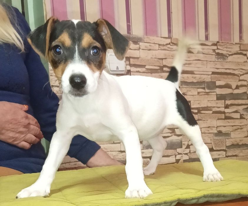 Джек Рассел терьер продам щенков