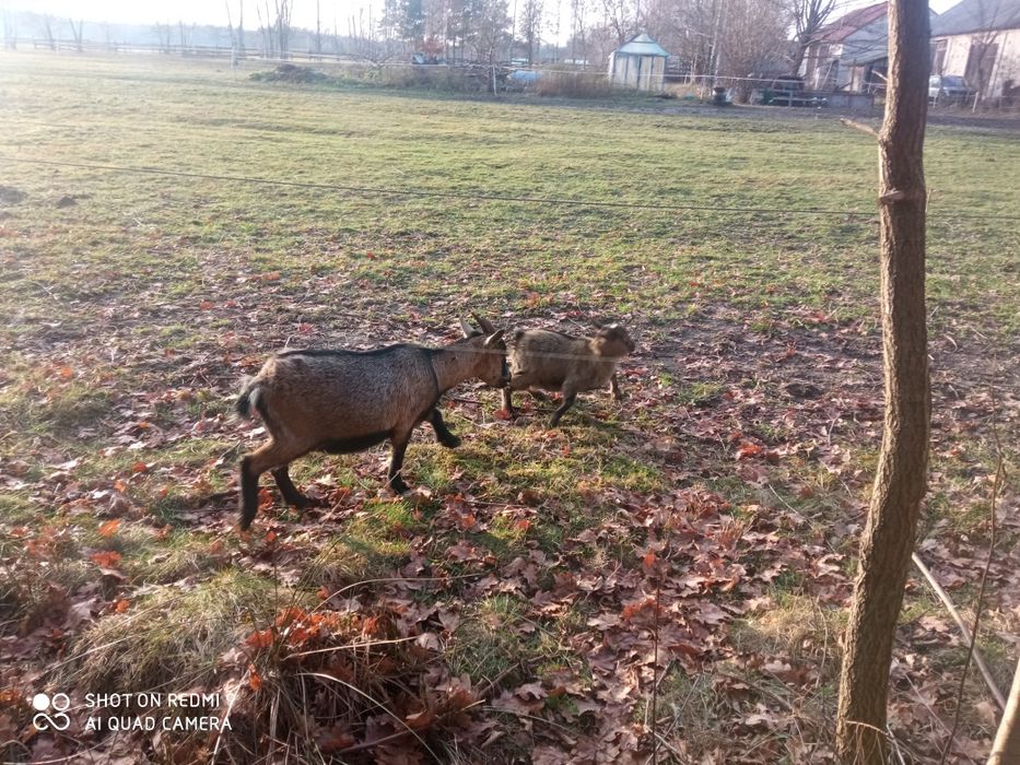 Kózka miniaturka kozy 3 sztuki