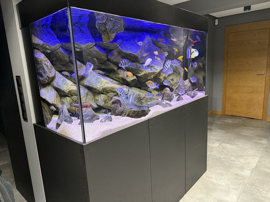 Akwarium Tanganika 1000l Obsada z Odlowu Automatyczne