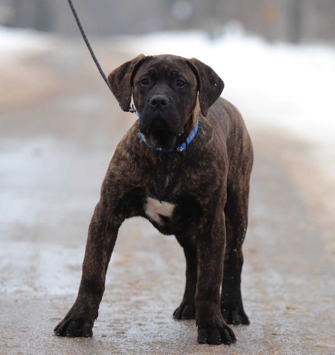 Presa/ dogo canario / dog kananryjski ZkwP FCI