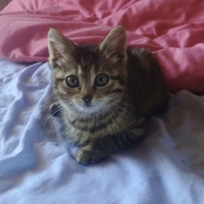 Кошенятко а любящие руки