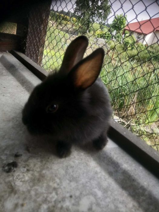 Króliki miniaturki i gołebie widyny wymienie