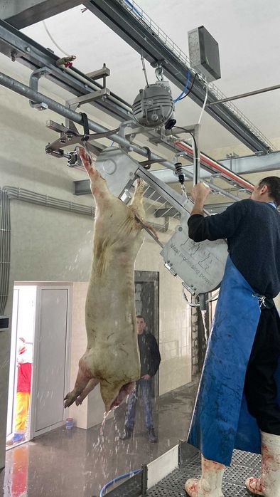 Стрічкова пила EFA SB 287E
для розпилювання туш свиней. Полутуш. Пила.