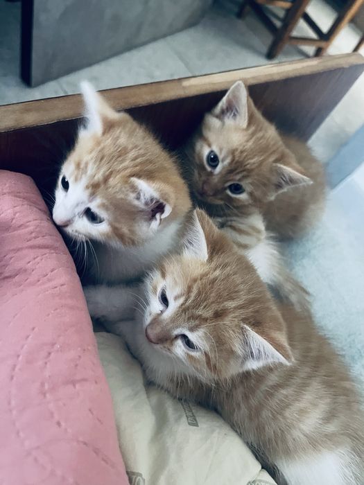 Котики шукають родину
