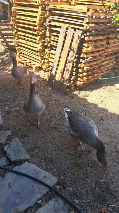 Casal de Gansos.
