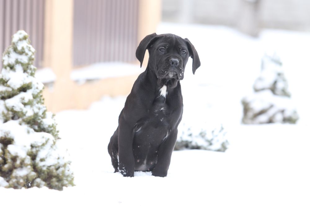 Шикарная черная девочка_Lamba