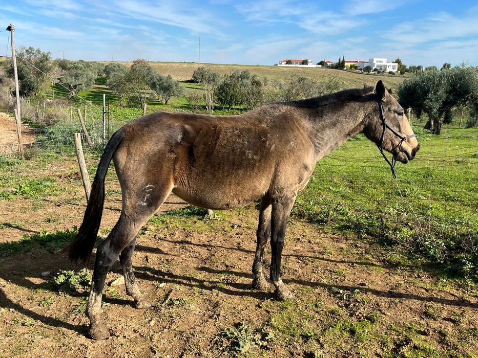 Vendo cavalos Lusitanos, éguas, poldros, poldras (Ler descrição)
