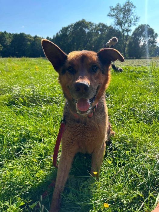 pies do adopcji za darmo