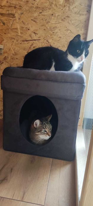 Koci hotel w Tarnowskich Górach