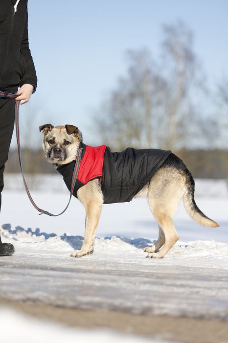 Czacza sunia szuka domu