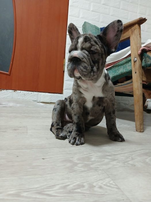 Элитная красуня  в семью