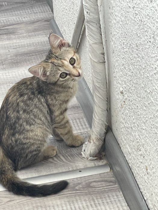 Кошеня дівчинка 3 міс