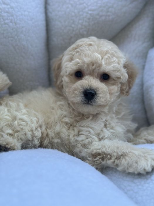 Ніжний хлопчик мальтіпу