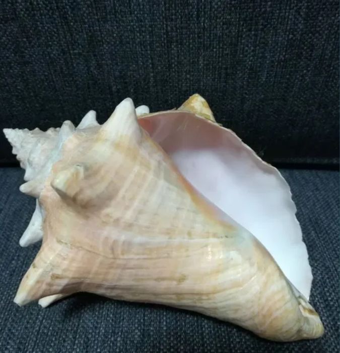 Морская ракушка.