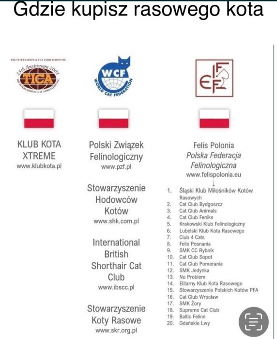 Koteczka syberyjska po utytułowanych rodzicach