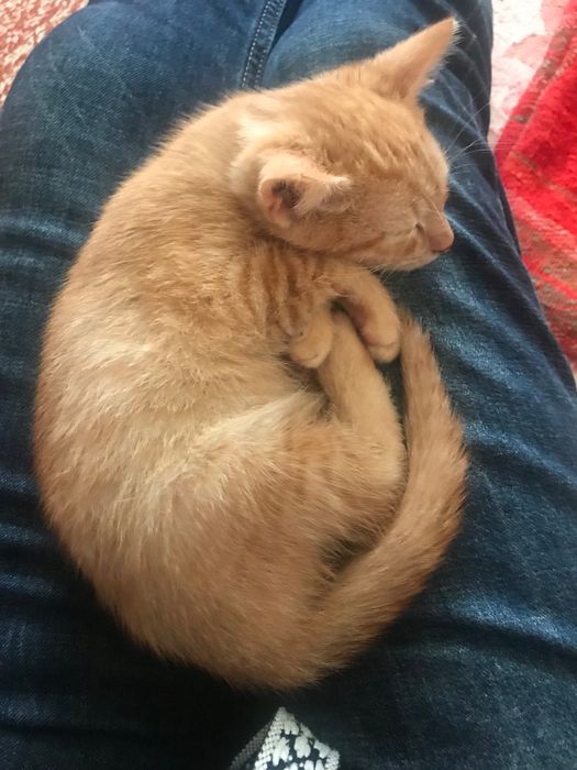 Котята котики отдам  котенок мальчик