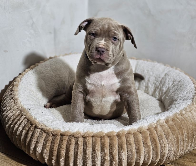 Bardzo piękny Piesek american bully xl