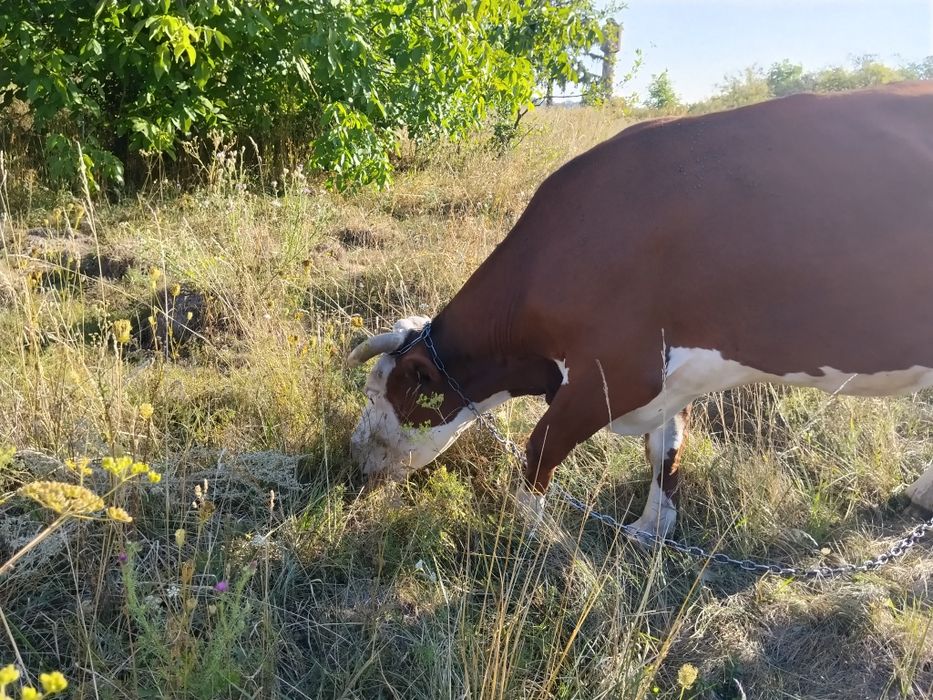Продам  корову добра