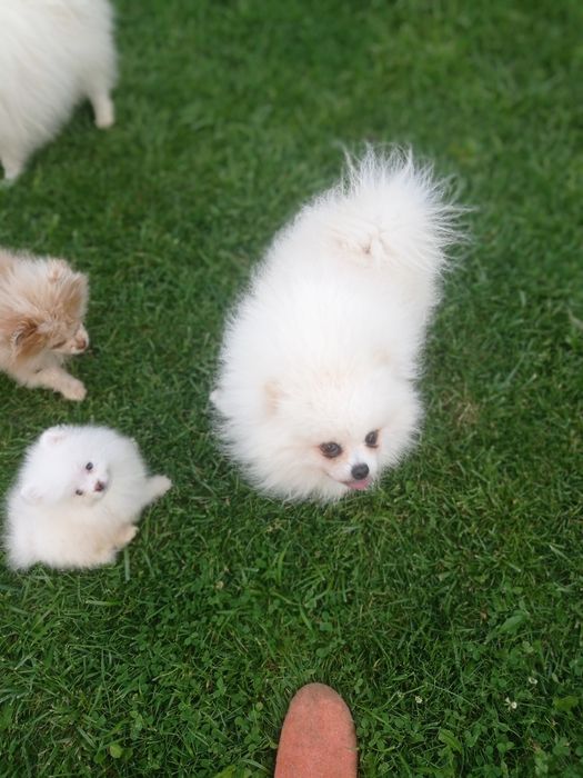 Пропонується В'язка  хлопчик з документами КСУ