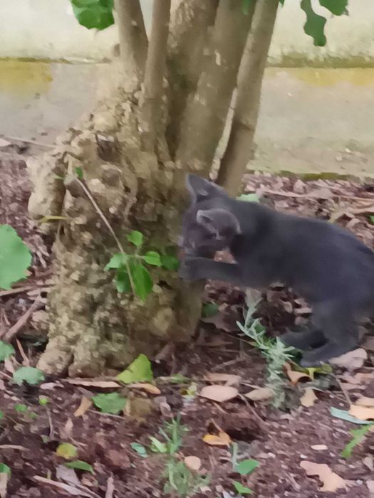 Gatinhos para adocao
