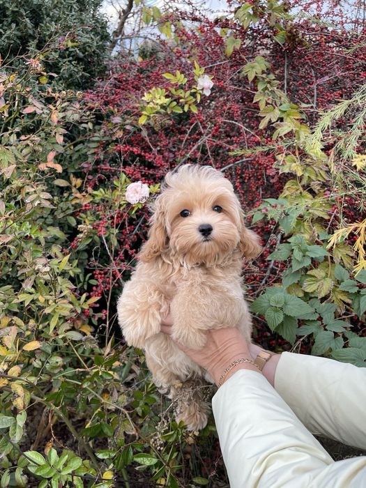 Щенки Мальтипу F1