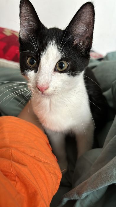 Kocie pingwinki szukają domku