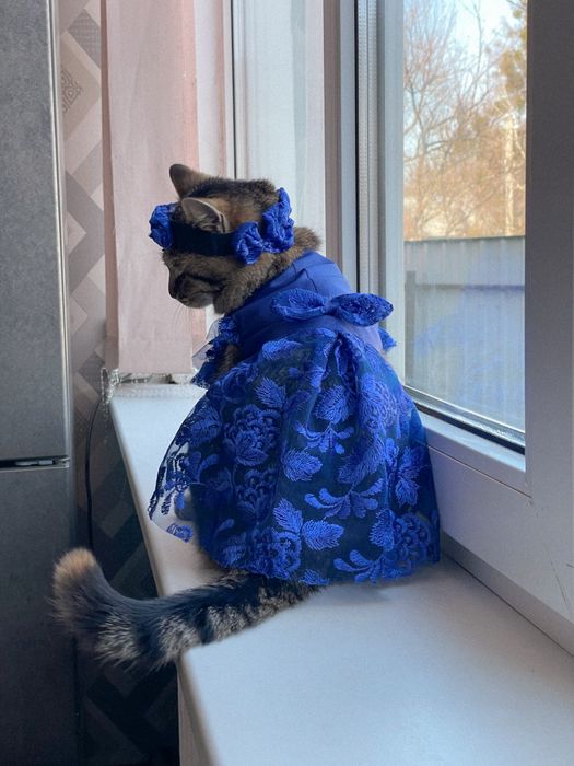 Продам  гарну кицю