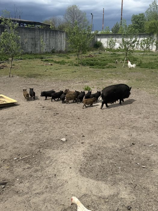 Поросята вєтнамські