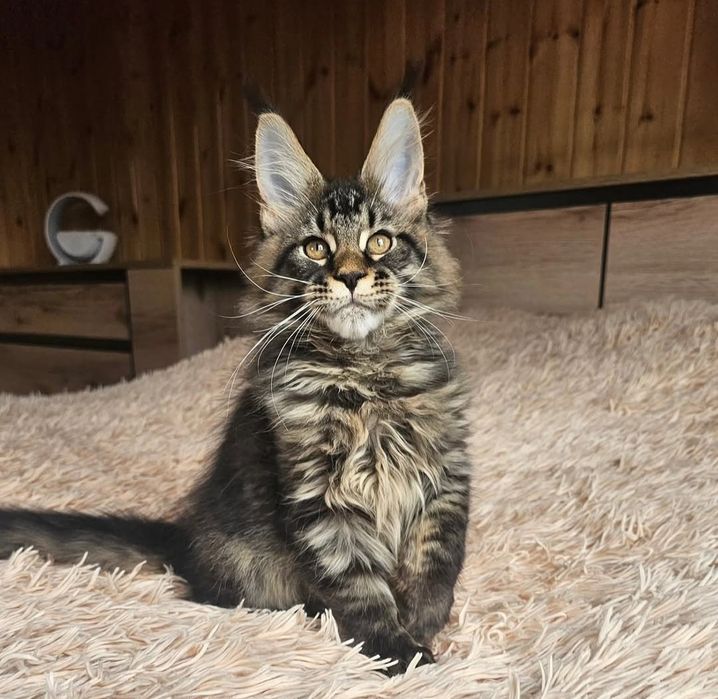 Продам розкішних кошенят породи Мейнкун