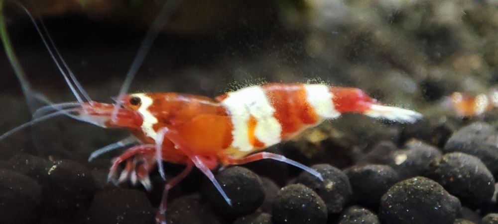 Krewetki Caridina Taiwan Bee Wine Red