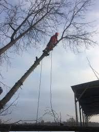 Зрізання аварійних дерев