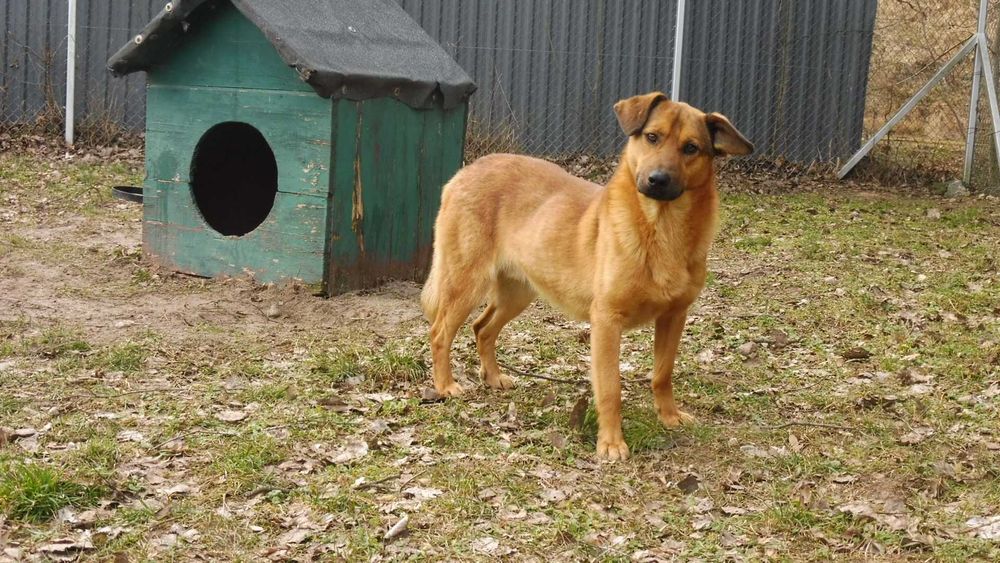 Zdystansowany Jordan szuka troskliwego opiekuna