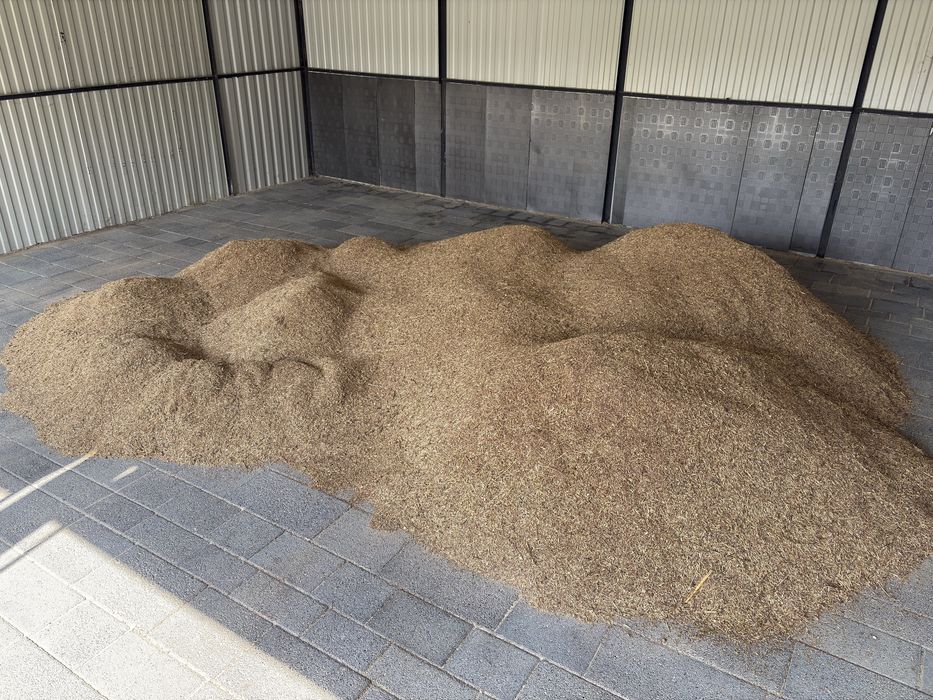 Nasiona babki lancetowatej ekologicznej.