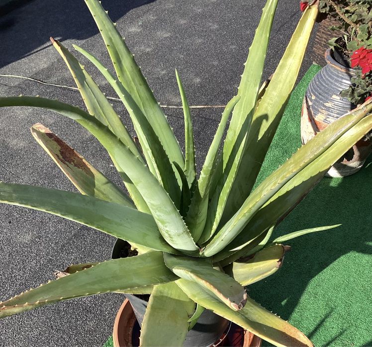 Aloes Aloe Vera duża roślina