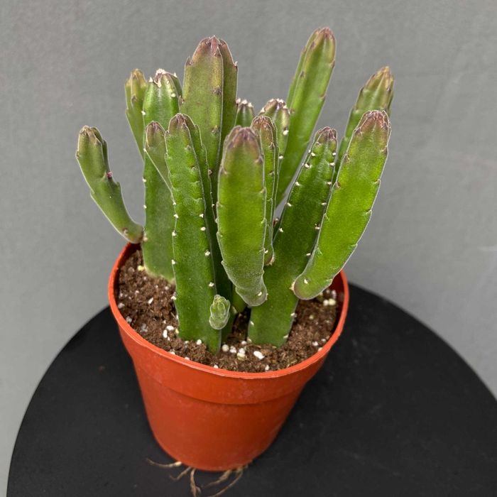 Stapelia leendertziae  sukulent