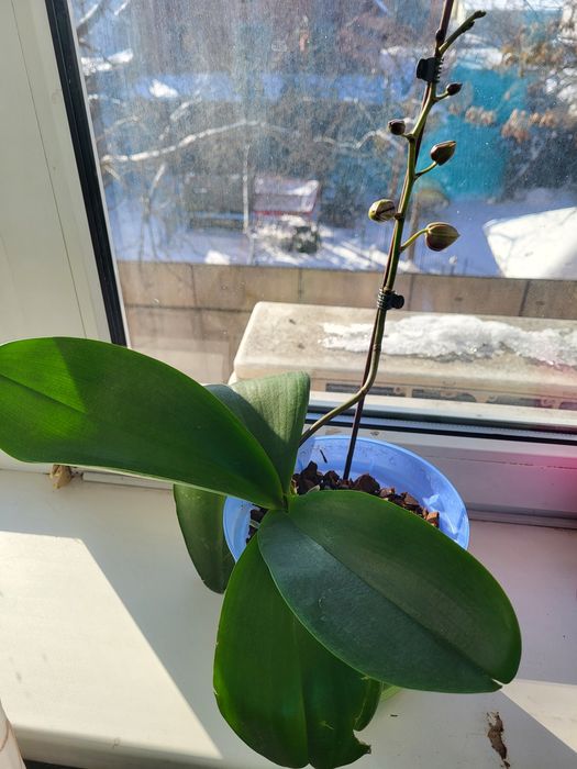 Орхідея Phalaenopsis яскраво рожева