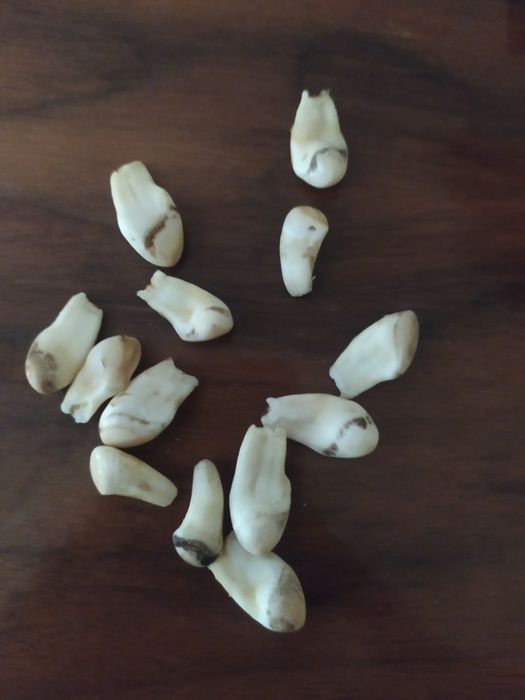 Grandle szczątkowe kły jelenia.