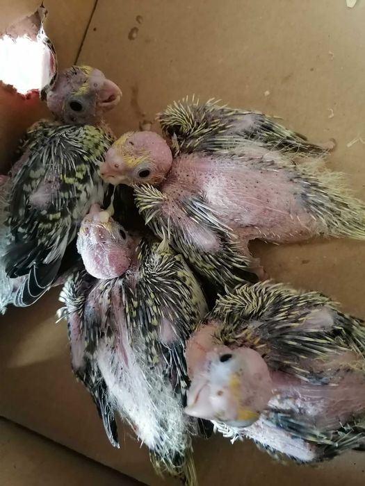 Vendo rossicollis bebés