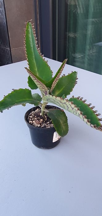 Roślina Żyworódka pierzasta