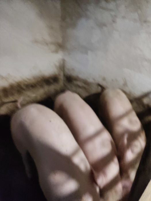 Продам свині вагою 100,120кілограм