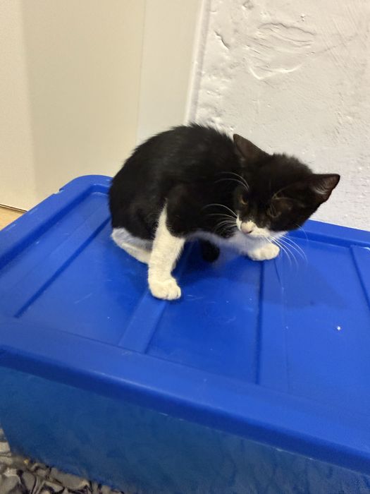 Gatos para adoção responsável