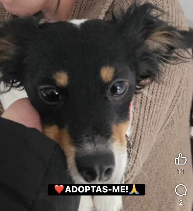 Cadelinha porte pequeno