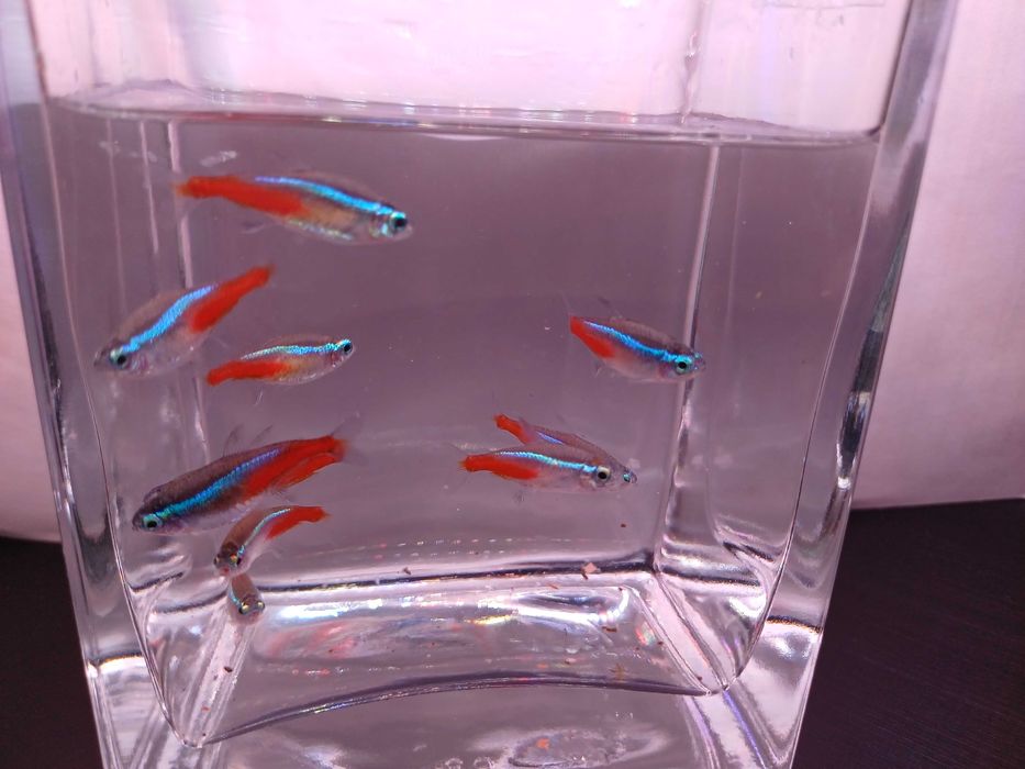 Bystrzyk - Neon innesa