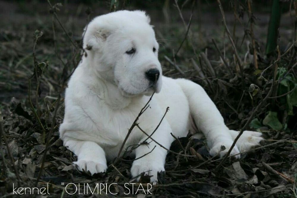 Щенки среднеазиатской овчарки, сао ,питомник алабаев