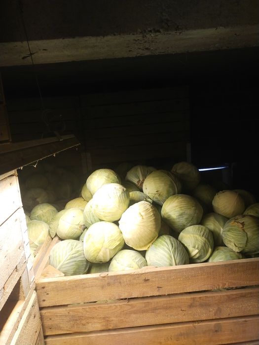 Kapusta biała, kiszona, ziemniaki oraz inne warzywa