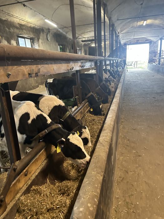 Cielaki Rasy Mieszanej 3 Miesięczne