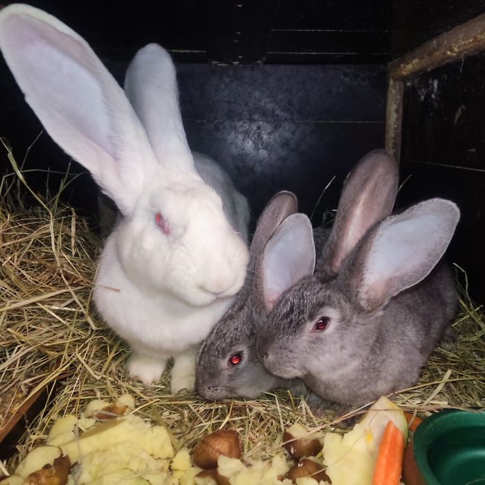 Króle Króliki Rasy Olbrzym Belgijski Młode i Dorosłe