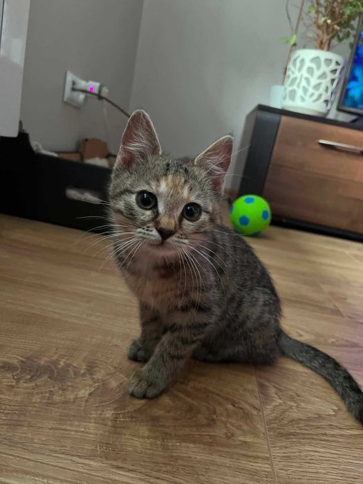 3 miesięczne kociaki do adopcji.