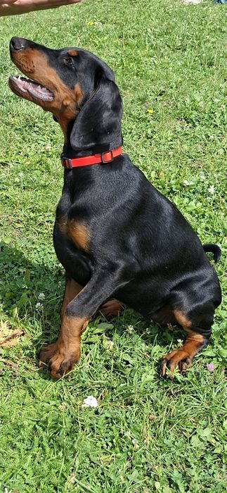 Doberman szczenie FCI