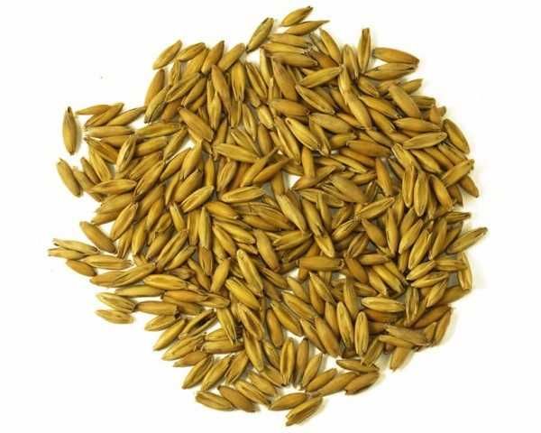 owies żółty  workowany czyszczony 40 kg lub big bag